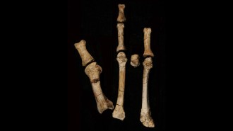 A photo of bones from a skeletal foot of a hominid