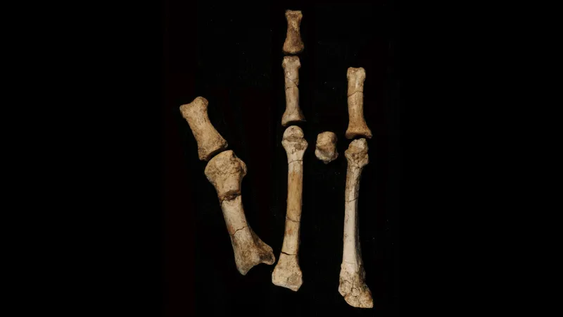 A foot fossil suggests a second early human relative lived alongside Lucy