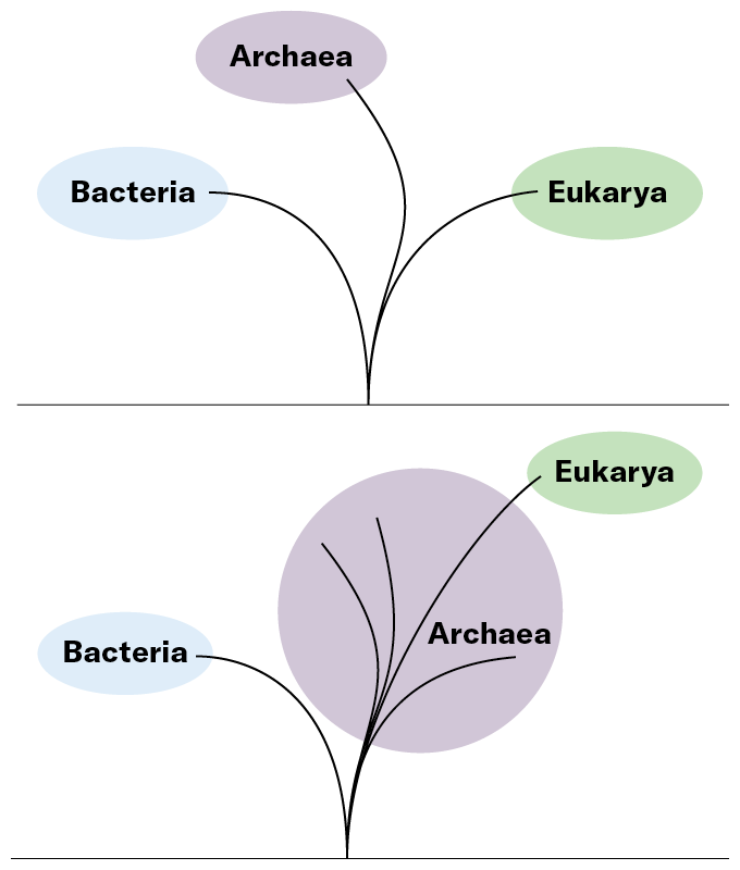 an illustration of how the tree of life would split if theories about Asgard archaea are true