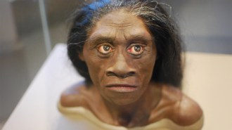 A bust shows what the face of Homo floresiensis, also known as hobbits, might have looked like.