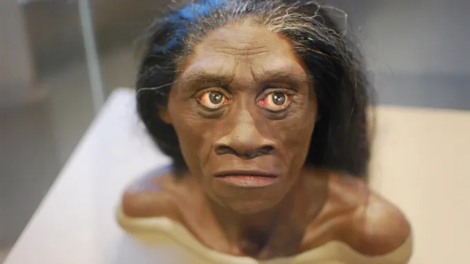 A bust shows what the face of Homo floresiensis, also known as hobbits, might have looked like.