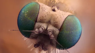 The tile covered eyes of a fly, viewed from the front