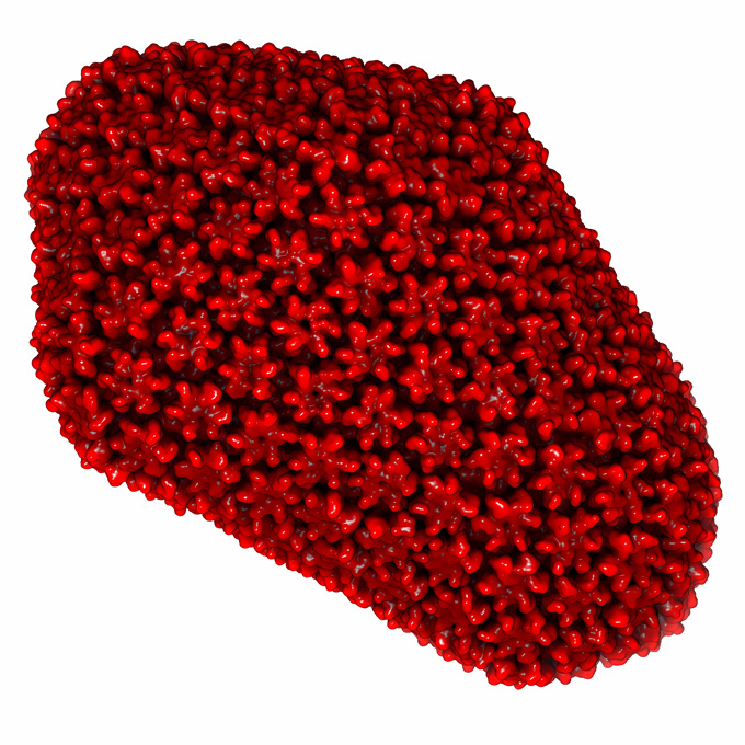 A red, tiled protein shell of a virus