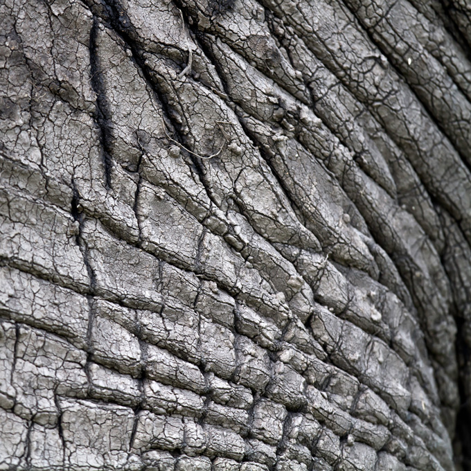 Wrinkles and cracks manifest a tiled pattern on elephant skin