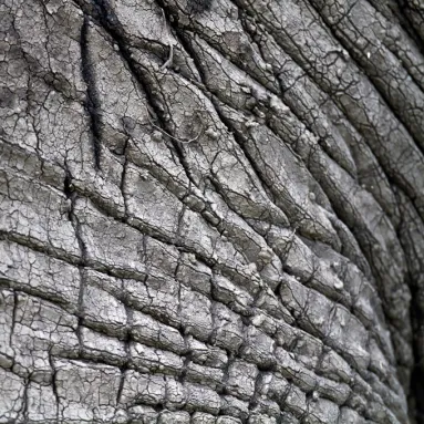 Wrinkles and cracks manifest a tiled pattern on elephant skin