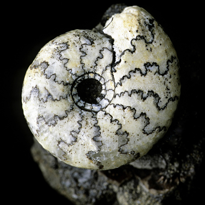 The spiral, fossilized shell of an ammonite is shown, with wavy suture lines demarcating the edges of the tilelike segments