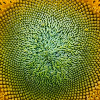 The tiled head of a sunflower