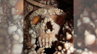 A close-up image of a fossilized human skull covered in smooth white bumps of calcification