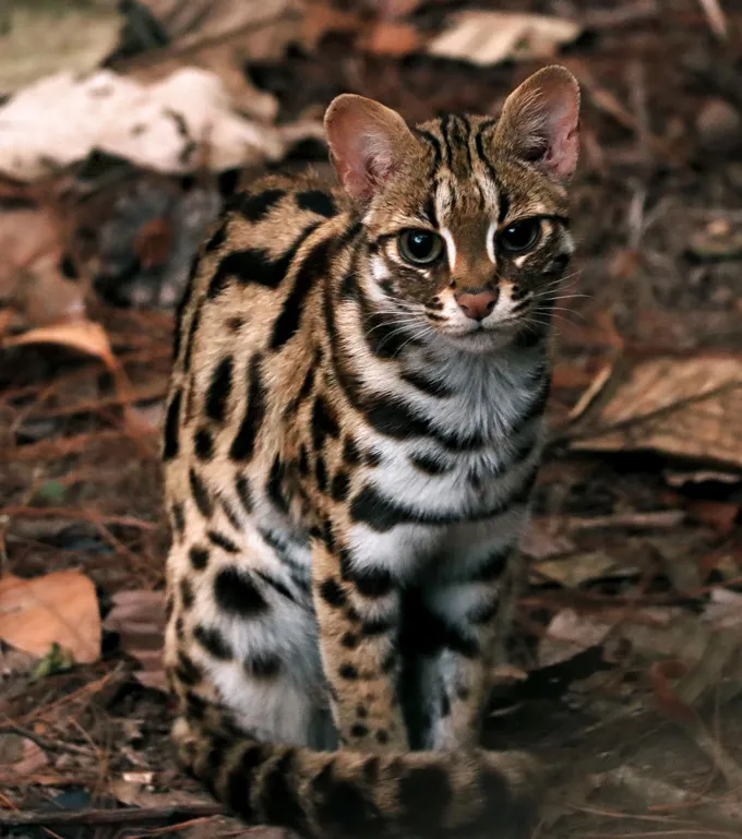 A small cat sits on leaf litter, with its striped tail wrapped around its front feet. It is brown with black splotchy spots and some white on its chest and underbelly.
