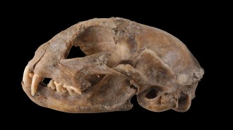 An ancient cat's skull is shown on a black background.