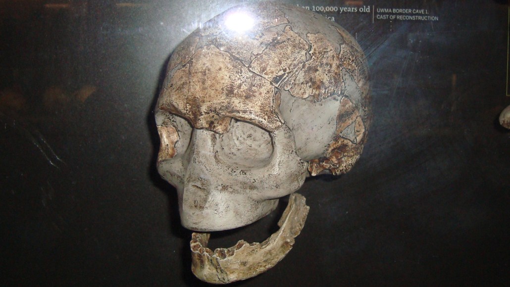 An ancient skull on display in a museum against a black background