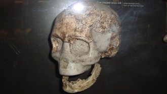 An ancient skull on display in a museum against a black background