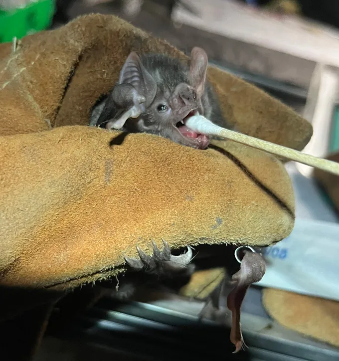 A gloved hand holds a vampire bat. A cotton swab used to take a sample is partway into the bat's open mouth.