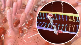 A pullout from an illustration of inside the body shows how a toxin implicated in colon cancer binds to DNA. The squiggly representation of the toxin holds both sides of DNA's double helix.