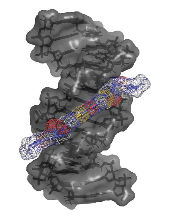 This illustration shows a gray column with black markings denoting DNA in it. A mesh structure with red, blue and yellow areas lays across it, indicating how a toxin binds to and messes with DNA.