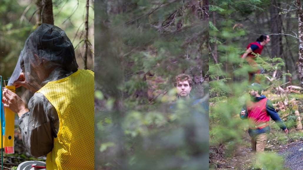 A collage of three photos shows people in a dense forest: one person in a yellow vest and mesh hood interacts with some equipment, a second person in a blue vest stands partly obscured by foliage and two others in red vests walk along a trail.