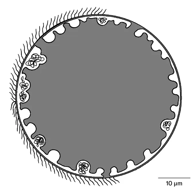 a grayscale illustration depicting a giant bacterium