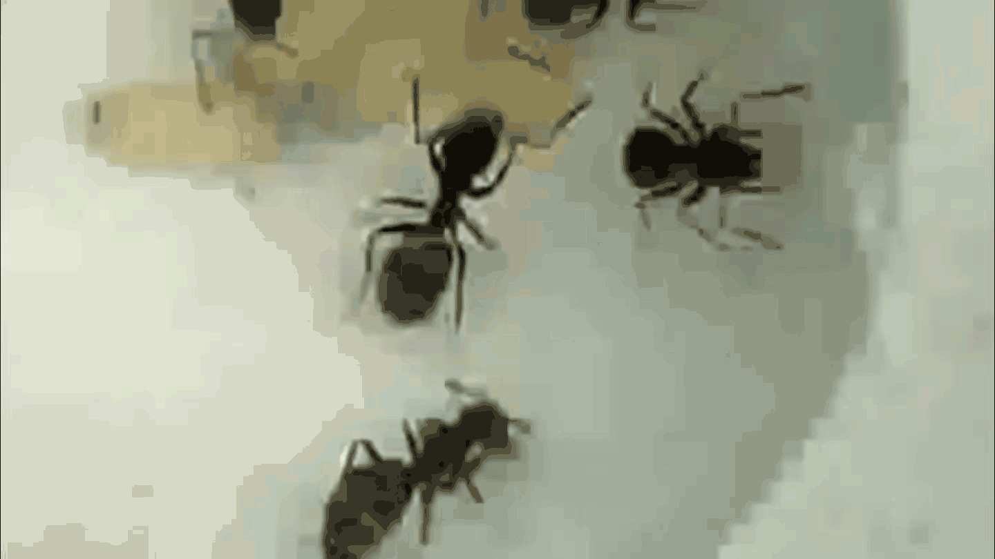 A looping GIF of ants pulling a single pupa from a pile and beginning to rip it open