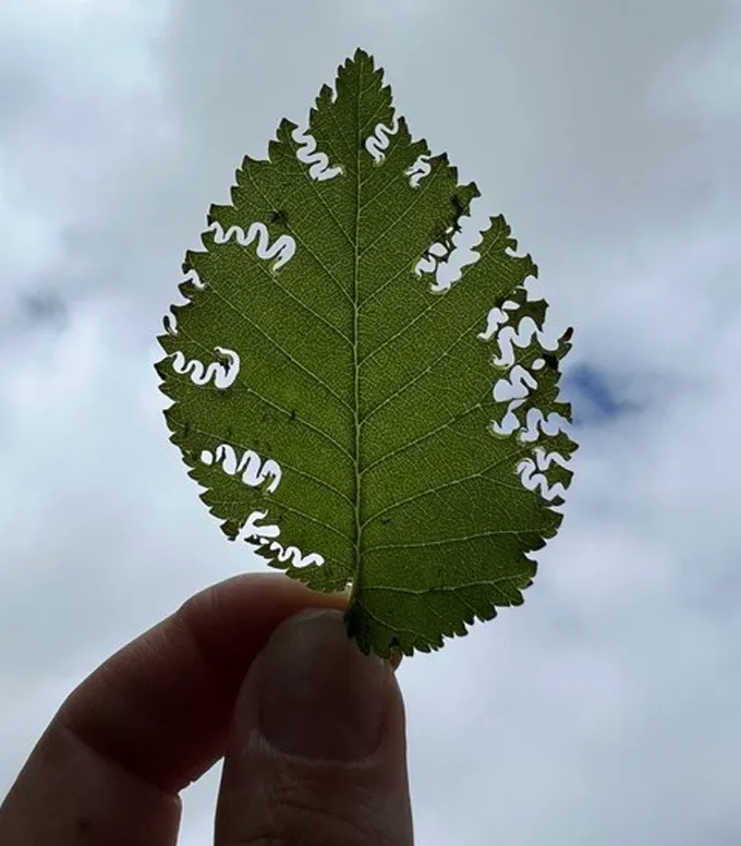 A hand holds a leaf punctured with pale, zigzag feeding scars cut into the leaf tissue.