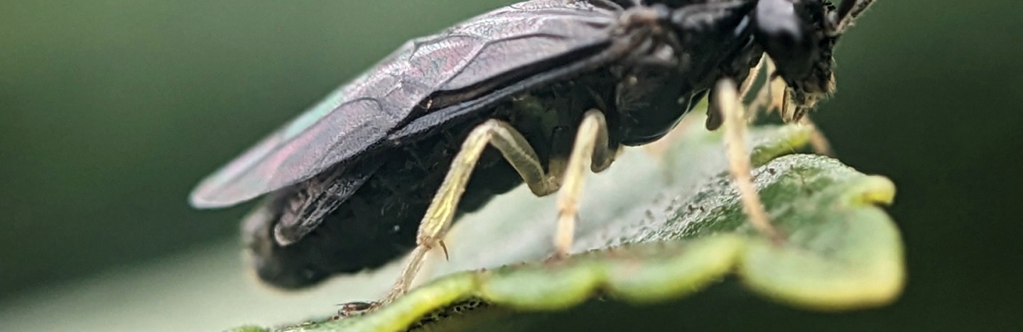A close-up photo shows a black sawfly perched on the edge of a green leaf, with its wings folded along its body.