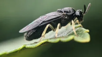A close-up photo shows a black sawfly perched on the edge of a green leaf, with its wings folded along its body.