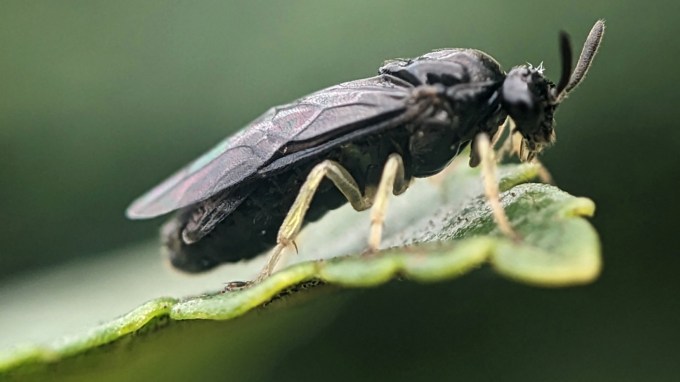 A close-up photo shows a black sawfly perched on the edge of a green leaf, with its wings folded along its body.