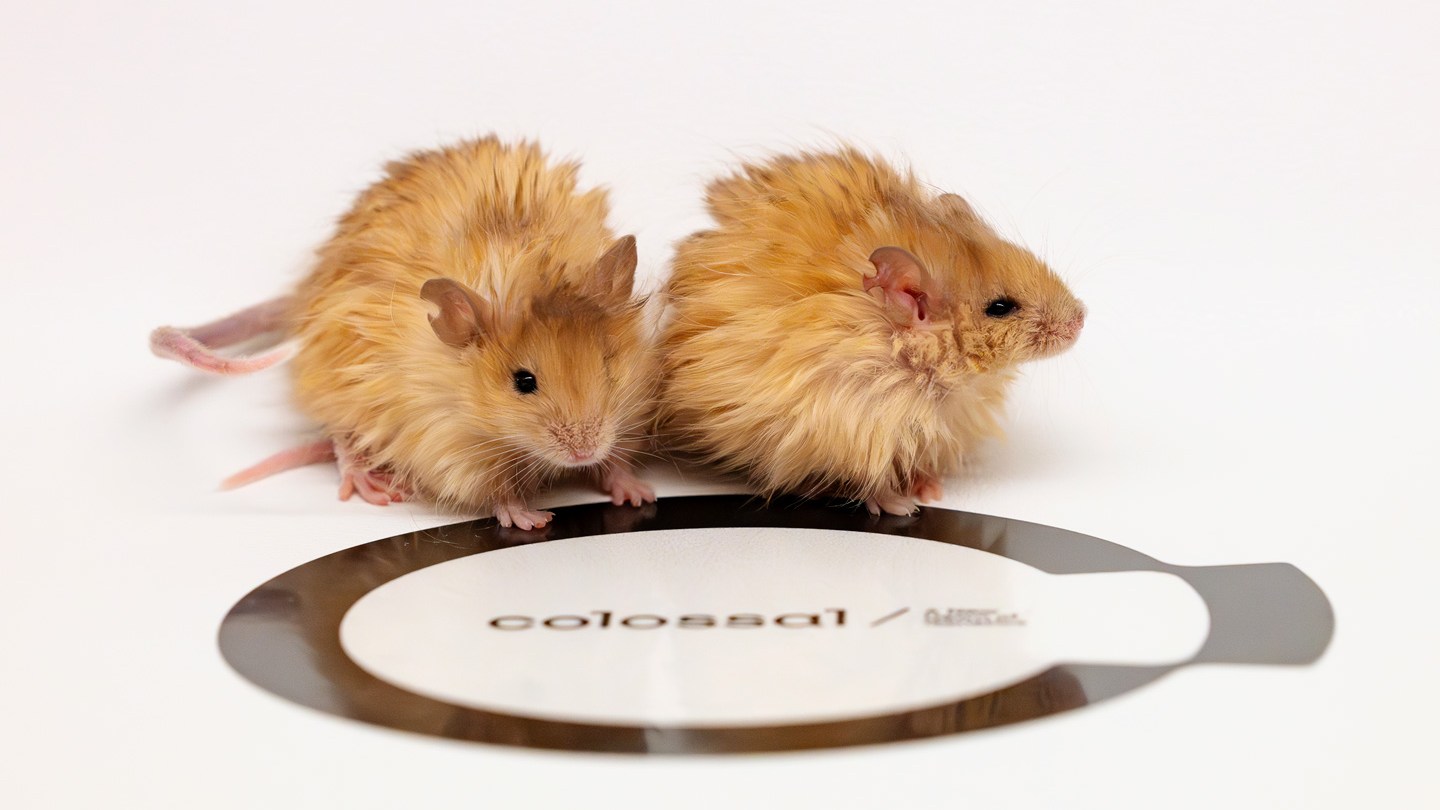 Two very shaggy golden colored mice stand atop the Colossal Bioscience logo.