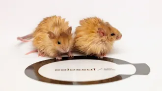 Two very shaggy golden colored mice stand atop the Colossal Bioscience logo.