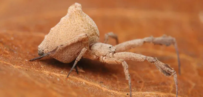 A tan spider sits atop a slightly darker leaf. Not shown: its lethal vomit.