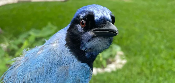 A bird with a mostly black head and blue back gives the camera the side-eye.