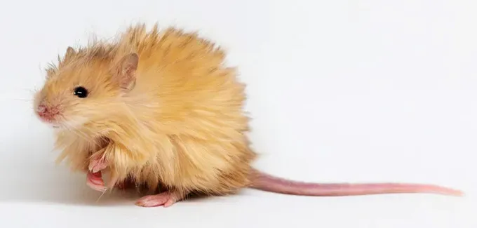 A golden-colored shaggy-furred mouse is pictured on a white background.