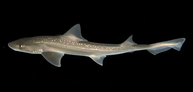 A slim brownish-gray shark with white spots on its back is pictured on a black background.