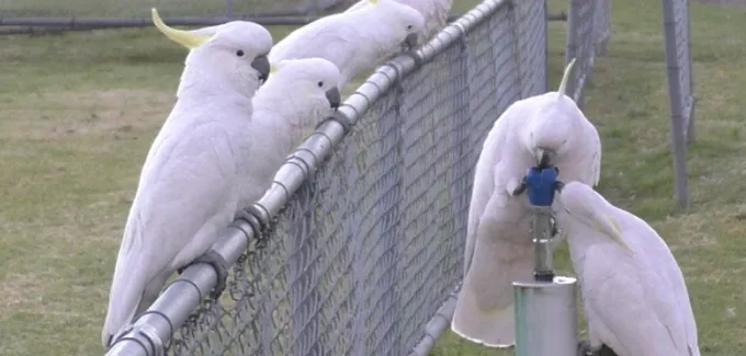 Two cockatoos perch on a water fountain to get a drink while three more sit on a chainlink fence waiting their turn.