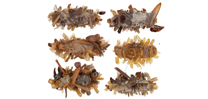 Six images of caterpillar dubbed the bone collector show it covered in bits and pieces of other insects' bodies.