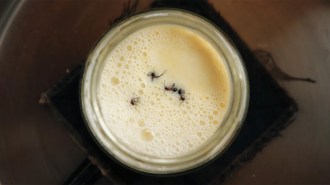 A glass jar of thick milk shown from above, with four reddish-brown ants floating near the surface.