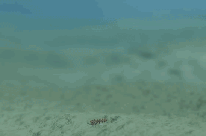 An animation shows a penis worm as it emerges from the seafloor and then retreats again.