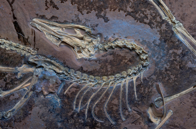The head, curving spine and limbs of an exceptionally preserved Archeaopteryx are embedded in rock.