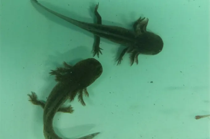 An overhead shots shows two axolotls in blue-green looking water.