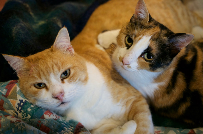 Two pet cats cuddle. One is an orange tiger with a white chest, the other is a calico with a white nose and white chest.