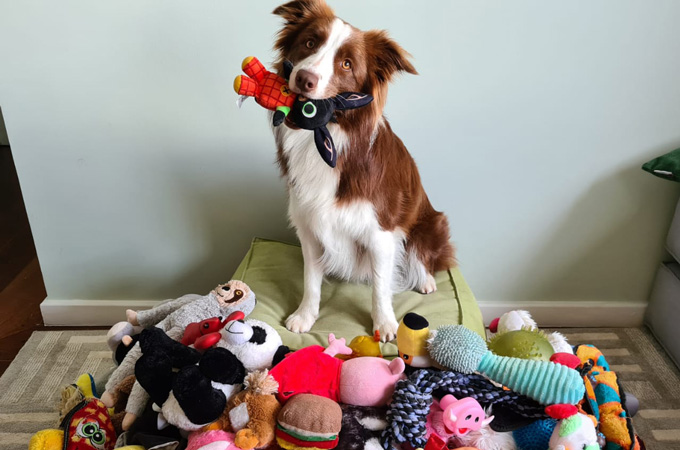 A brown and white dog sits on a small green bed with a pile of toys in front of her. She holds a toy bunny in her mouth.