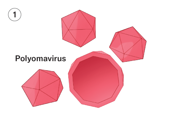 Red geometric shapes like 20-sided die represent empty polyomavirus particles.