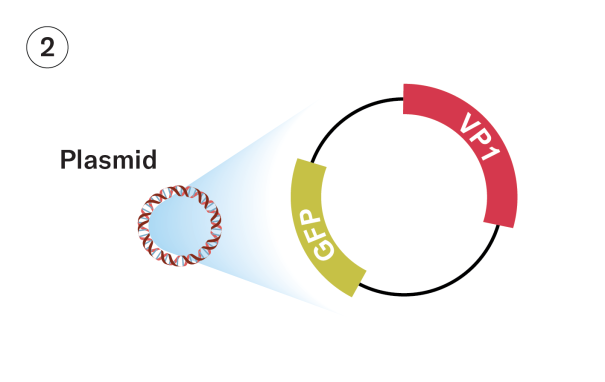 This diagram shows a circular piece of DNA with a pullout indiciting two genes in the DNA.