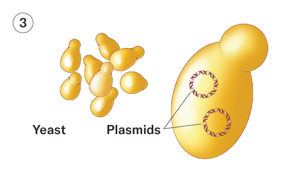 A cluster of yellow blobby yeasts are next to a bigger one which has two circular pieces of DNA shown inside and labeled as plasmids.
