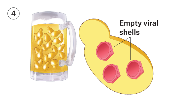 On left is a drawing of a full beer stein with yeast visible floating in it. On the right, is an illustration of a yeast with empty viral shells inside.
