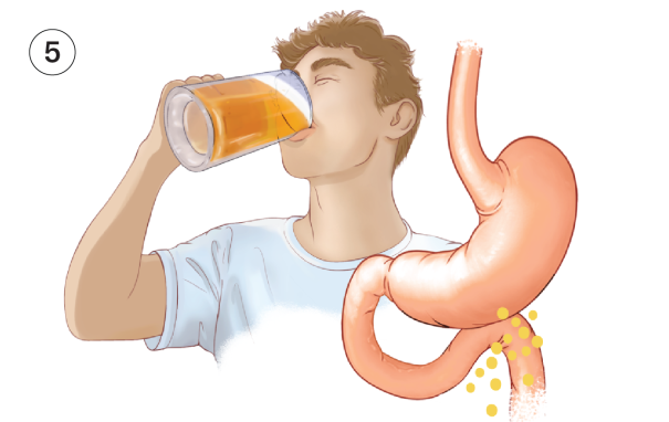 A person is drinking beer. His gut is imaged to the right, showing yeast entering it.