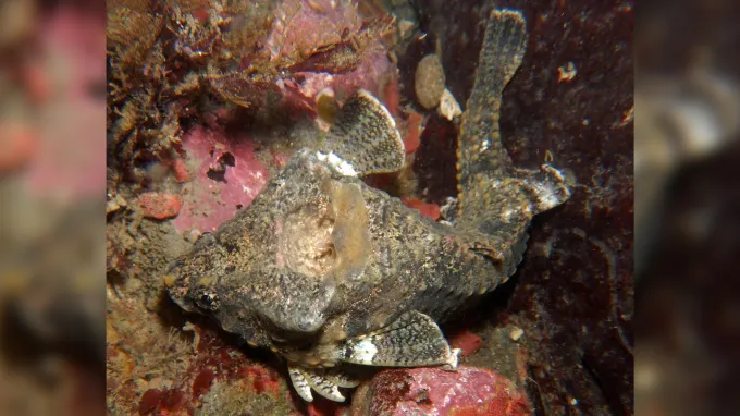 A brownish rockhead poacher fish sidles up against an underwater rock