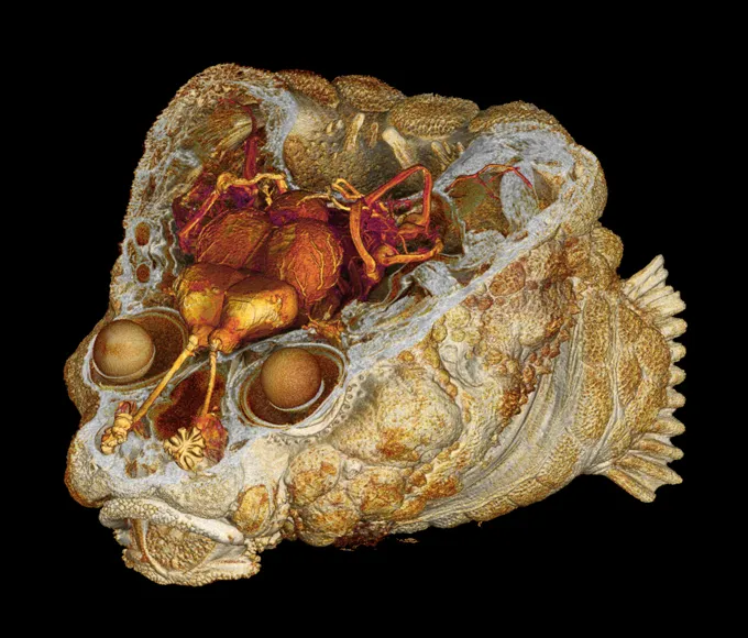 A 3-D cross-section model of a rockhead poacher fish