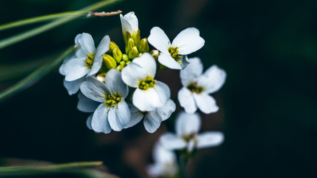 A close-up photo shows a cluster of small white wildflowers with yellow centers against a dark, blurred background.