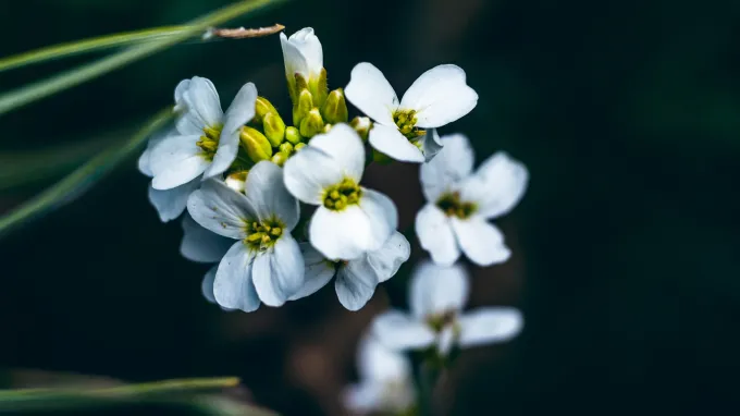 A close-up photo shows a cluster of small white wildflowers with yellow centers against a dark, blurred background.