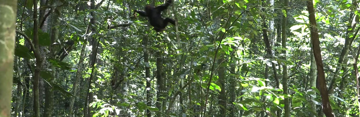 A 4-year-old chimpanzee free falls in a Ugandan forest canopy.
